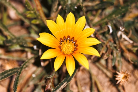 Bright Yellow Flower