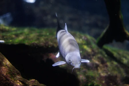 Underwater Fish