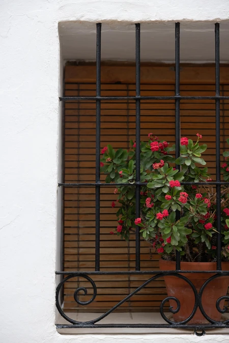Potted Plant Behind Bars