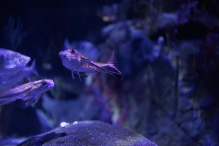 Aquatic Harmony