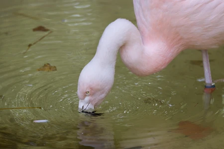 Flamingo in Water