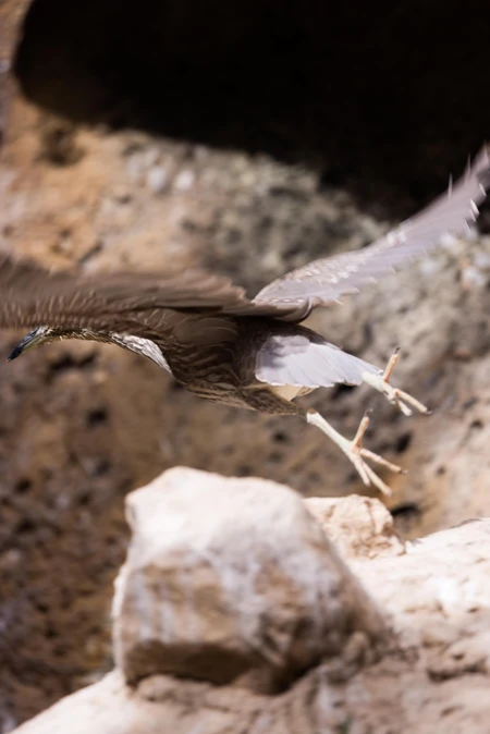Bird Mid-Flight