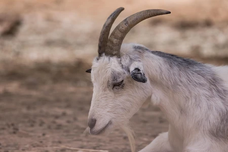Resting Goat