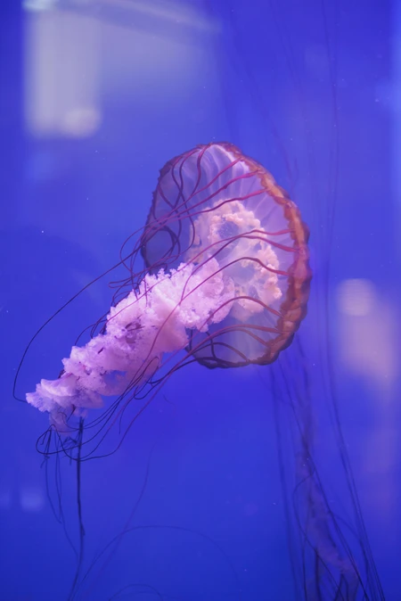Mesmerizing Jellyfish in Aquarium