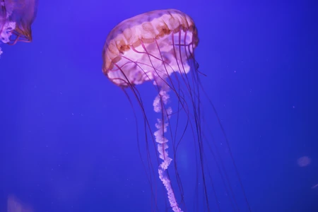 Graceful Jellyfish in Blue Waters