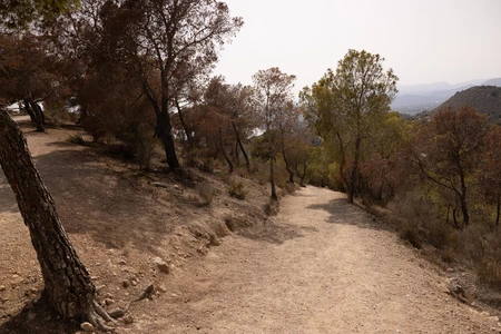 Scenic Pathway Through Nature