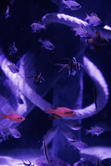 Aquarium Scene