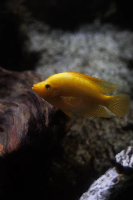 Golden Fish in Aquarium