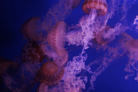 Graceful Jellyfish in Ocean Blue