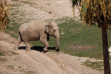 Elephant in Natural Habitat
