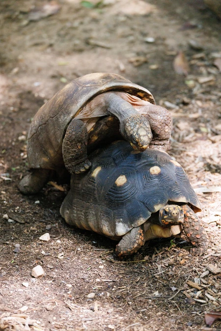 Tortoises in Natural Habitat