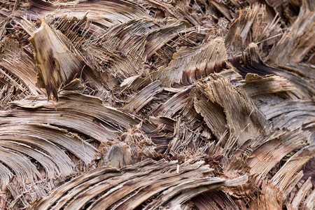 Natural Texture of Tree Bark
