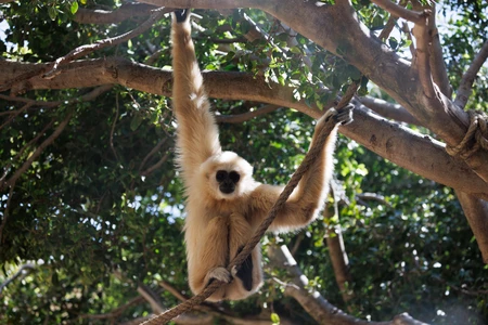Gibbon in a Sunlit Forest