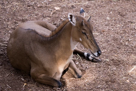 Resting Antelope on Earthy Ground