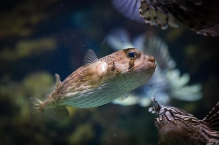 Underwater World with Pufferfish