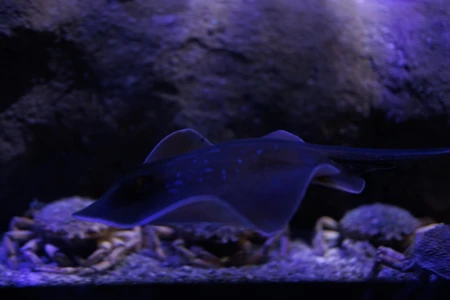 Underwater Scene with Stingray