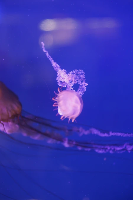 Graceful Jellyfish