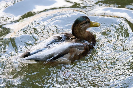 Duck Swimming in Rippling Water