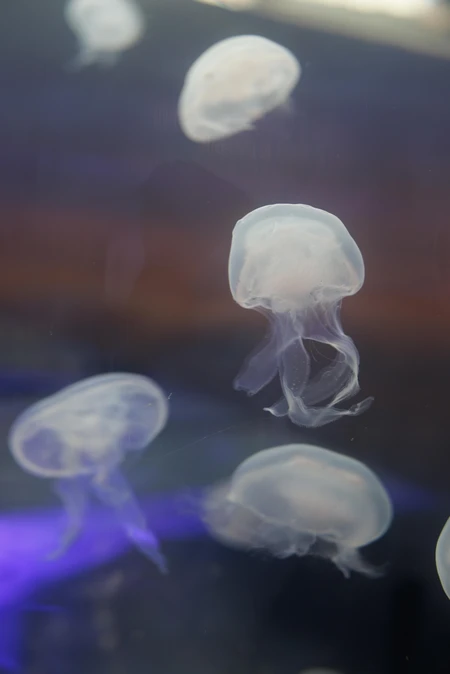 Graceful Jellyfish in Water