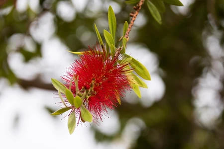 Vibrant Red Bottlebrush Flower