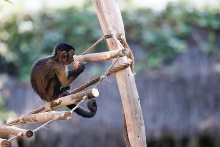 Monkey on Wooden Structure