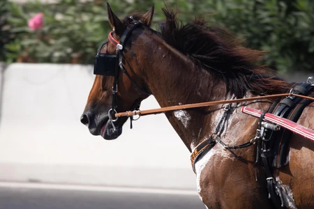 Horse in Motion