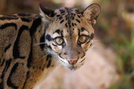 Close-up of a Wild Cat