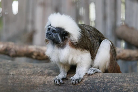 Cotton-Top Tamarin on a Branch