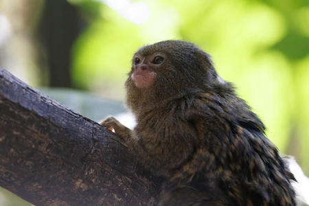 Pygmy Marmoset in Natural Habitat