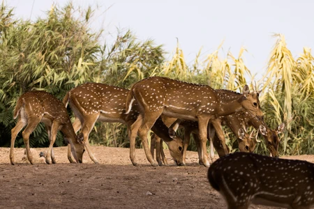 Grazing Deer in Natural Habitat