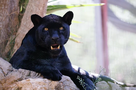 Majestic Black Panther