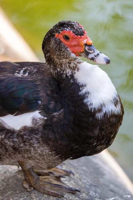 Muscovy Duck by the Pond