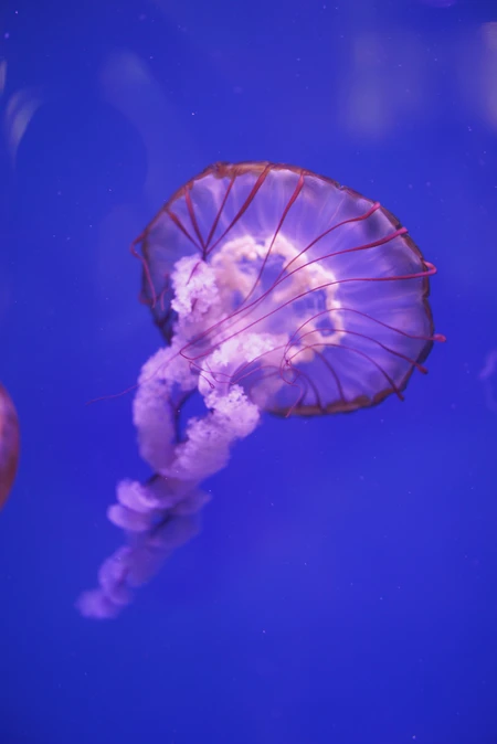 Jellyfish in Oceanic Blue
