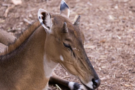Resting Antelope