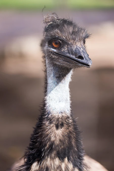 Close-up of an Emu