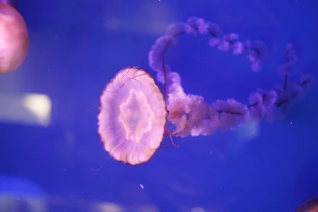 Jellyfish in Blue Water