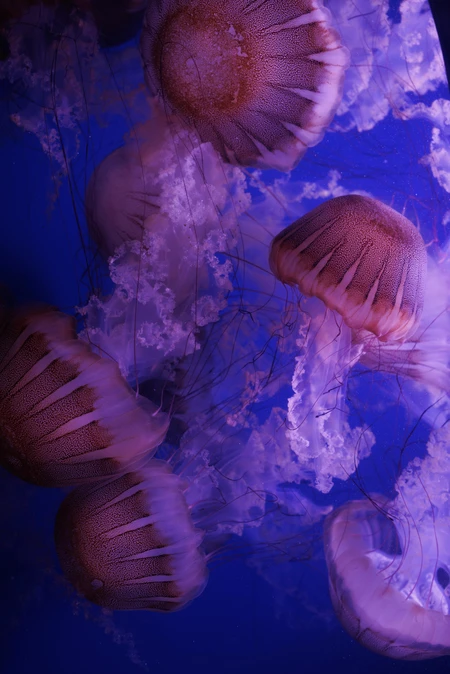 Jellyfish in Deep Blue Waters