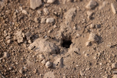 Ants on Sandy Terrain