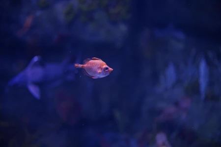 Aquarium Serenity