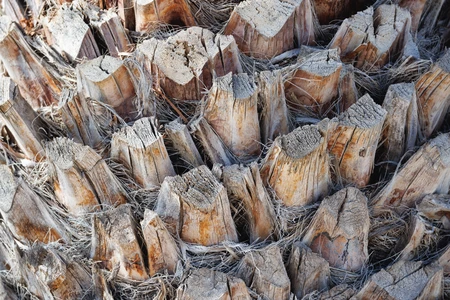 Close-Up of Tree Bark Texture