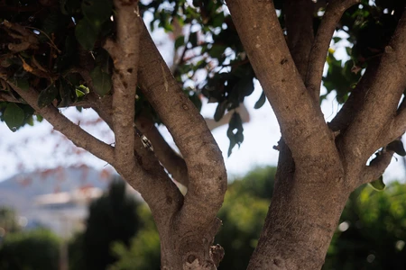 Tree in Natural Setting