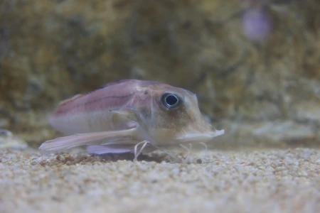 Aquatic Life Close-Up