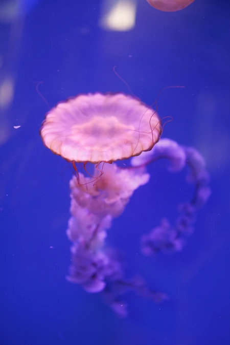 Graceful Jellyfish in Blue Waters