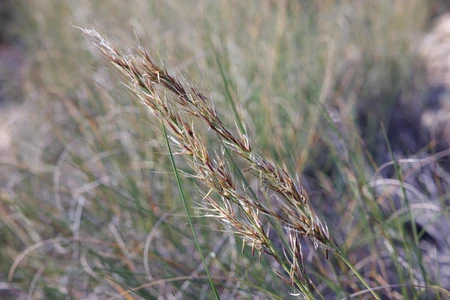 Close-up of Grassy Plant