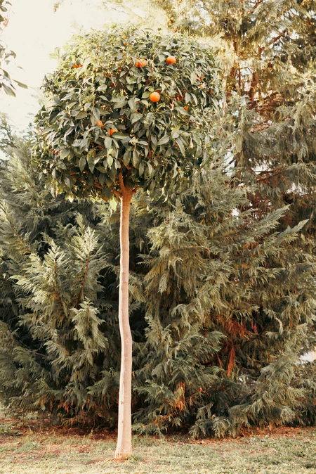 Orange Tree in a Garden