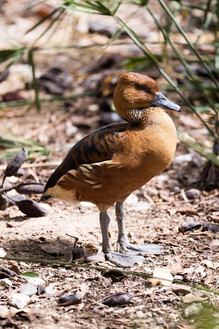 Duck in Natural Habitat