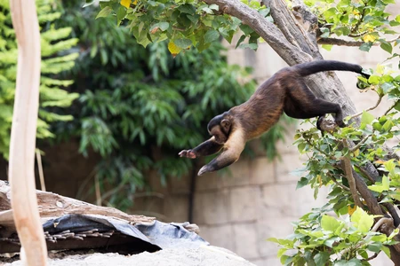 Jumping Monkey in Action
