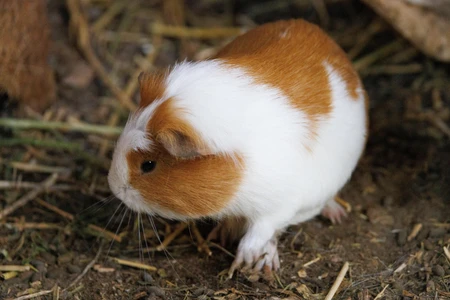 Guinea Pig in Natural Habitat