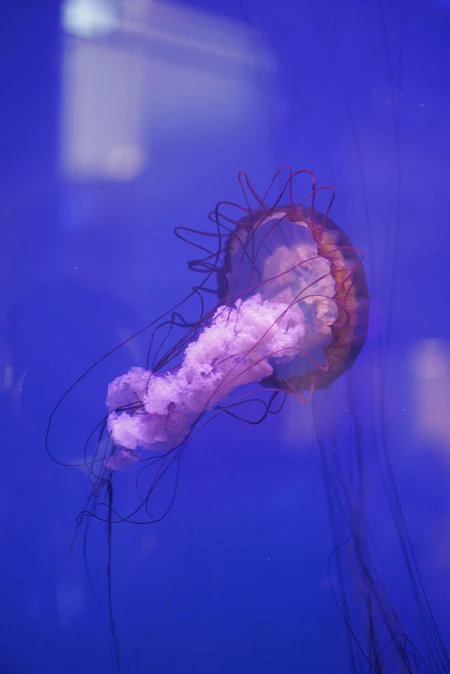 Graceful Jellyfish in Blue Waters