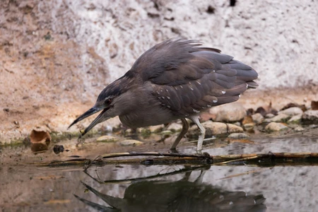 Bird by the Water
